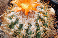 Parodia acchillensis HJ 1234 Foto Eichler