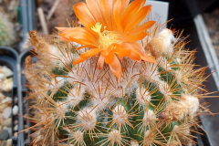 Parodia acchillensis HJ 1234 Foto Eichler