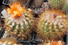 Parodia acchillensis HJ 1234 Foto Eichler