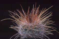 Parodia aureicentra B12  - Dia Archiv ZAG Parodia