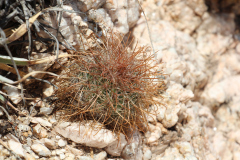 Parodia aureicentra UL 2461 - Uwe Lindner