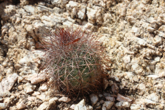 Parodia aureicentra UL 2461 - Uwe Lindner