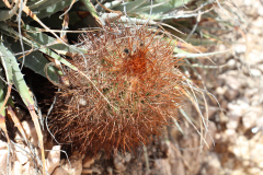 Parodia aureicentra UL 2461 - Uwe Lindner