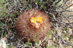 Parodia aureicentra UL 2461 - Uwe Lindner