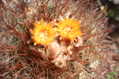 Parodia aureicentra UL 2461 - Uwe Lindner