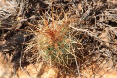 Parodia aureicentra UL 1071a - Uwe Lindner