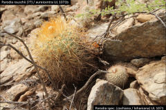 Parodia aureicentra UL 1071b - Uwe Lindner