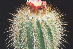 Parodia aureicentra  - Dia Archiv ZAG Parodia