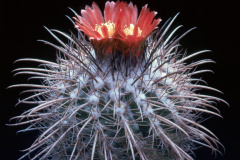 Parodia aureicentra - (Typ Süd Bolivien)  - Dia Archiv ZAG Parodia
