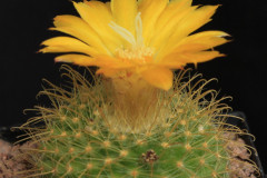 Parodia aureispina - Uwe Lindner
