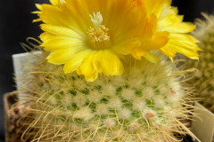 Parodia aureispina - Uwe Lindner