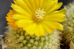 Parodia aureispina - Uwe Lindner