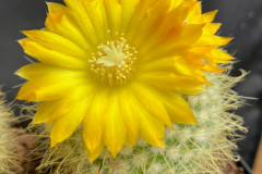 Parodia aureispina - Uwe Lindner