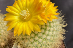 Parodia aureispina - Uwe Lindner