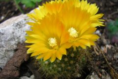 Parodia aureispina ME 39 - Foto Eichler