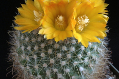 Parodia aureispina - Foto: Jörg M. Unger