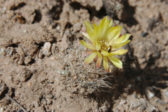 Parodia belenensis MU282.1 San-Fernando Foto: Mucha