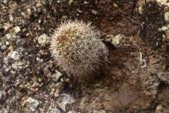 Parodia belenensis ME 81 nördlich Belen - Foto Eichler