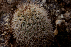 Parodia belenensis ME 81 nördlich Belen - Foto Eichler