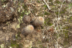 Parodia belenensis ME 16 Cuesta de Belen - Foto Eichler