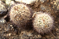 Parodia belenensis ME 16 Cuesta de Belen - Foto Eichler