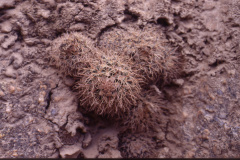 Parodia belenensis ME 17 Belen - Foto Eichler