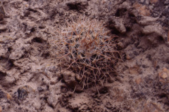 Parodia belenensis ME 17 Belen - Foto Eichler