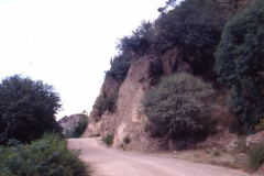 Standort P. belenensis nahe Belen ME 17 - Foto: Eichler