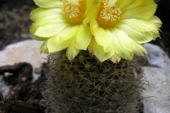 Parodia belenensis ME 17 Kulturpflanze - Foto Eichler