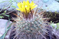 Parodia cachiana fa. heteracantha - Mathias Eichler