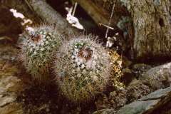 Parodia cachiana (lohaniana) - Mathias Eichler