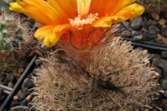 Parodia cachiana - Mathias Eichler