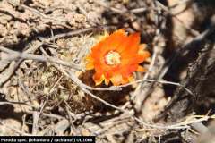 Parodia spec. (cachiana) UL1066 - Uwe Lindner