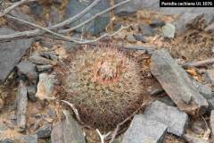 Parodia cachiana UL1076 - Uwe Lindner