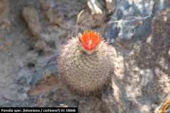 Parodia spec. (cachiana) UL1066b - Uwe Lindner