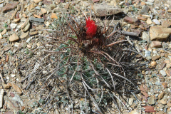 P. culpinensis MU67.1 Salitre Foto Mucha