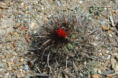 P.culpinensis MU 67.1 Salitre - Foto Mucha