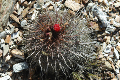 P. culpinensis MU68.3 Salitre Foto Mucha