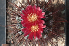 Parodia culpinensis KB99-145 - Uwe Lindner