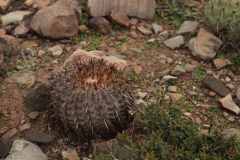 Parodia culpinensis MS1563 Foto M. Sochurek