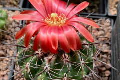 Parodia spec. (culpinensis) - Uwe Lindner