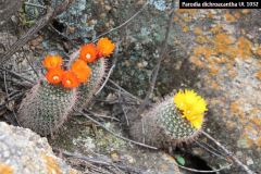 Parodia dichroacantha UL 1032 - Uwe Lindner