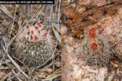 Parodia dichroacantha UL 1032 aff. DH 168 / DH 168a - Uwe Lindner