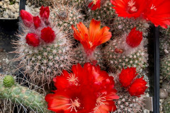Parodia spec. KB 13 (dichroacantha) - Uwe Lindner
