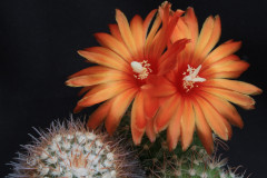 Parodia_dichroacantha_KB95.13