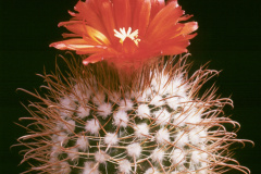 Parodia dichroacantha - Dia Archiv ZAG Parodia