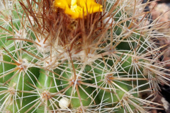 Parodia diersiana HJ 1313 Foto Eichler