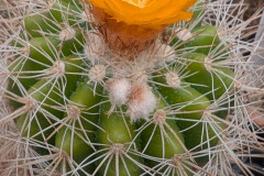 Parodia diersiana HJ 1106 Foto Eichler
