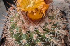 Parodia diersiana HJ 1272 Foto Eichler