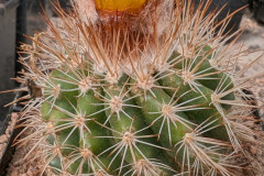 Parodia diersiana HJ 1272 Foto Eichler